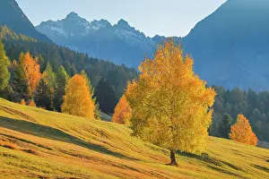 Albula: Birch in front of Piz Nair, Grisons, Switzerland