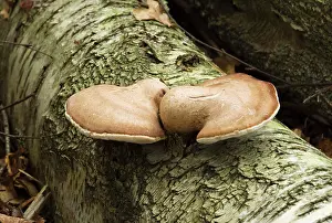 Polypore: Birch Polypore