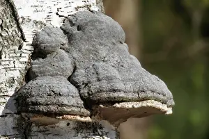 Lakeland: Birch polypore (Fomitopsis betulina), tree fungu