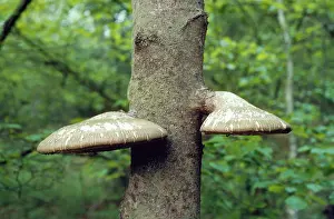 Polypore: Birch Polypore Fungus