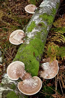 Polypore: Birch Polypore or Razorstrop Fungus - on birch log
