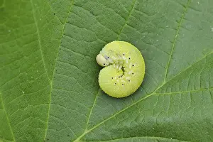 Larva: Birch Sawfly, Birch Button Hornworm Wasp (Cimbex femoratus)