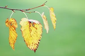 Weeping: Birch