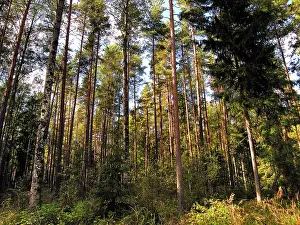 Birches: Birch and Spruce Trees