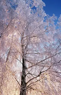 Birches: Birch Tree