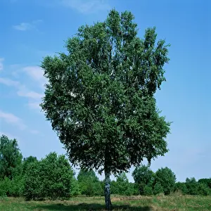 Karin Laub: Birch Tree
