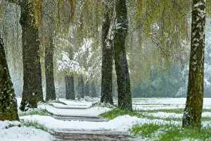 Snowflake: Birch tree alley (Betula) with fresh green foliage