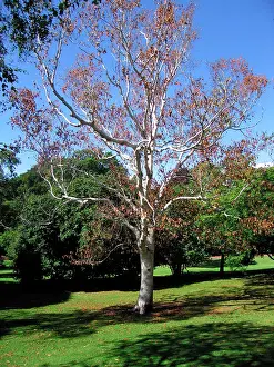Birches: Birch Tree - Autumn leaves in August - reaction to drought