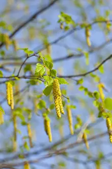 Betula: Birch tree, Betula cultivar, Yellow flowers growing
