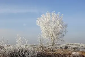 Birches: Birch Tree - covered in frost