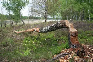 Marks: Birch Tree - felled tree showing gnawing and teeth