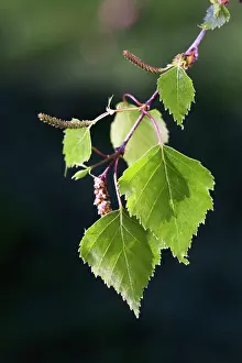 Catkins: Birch Tree - leaves and catkins in spring