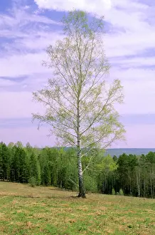 Birches: Birch Tree - Near river Serga, near Ekaterinburg