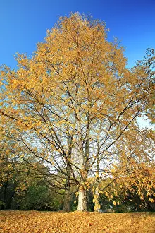 Birches: Birch Trees - in autumn colour