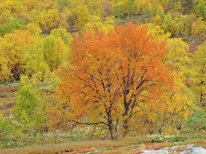 Birches: Birch trees in autumn colour