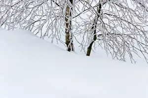 Luik: Birch