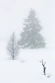 Peat: Birch