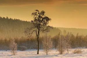 Luik: Birch
