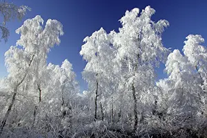 Birches: Birch Trees - Covered with snow and frost in winter