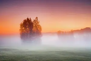 Schwyz: Birch trees in the Rothenthurm upland moor at sunrise