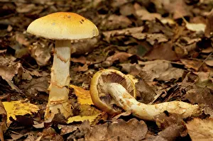 Girdled: Birch Webcap - under birch trees