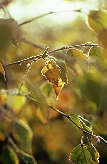 Weeping: Birch