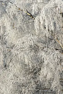 Weeping: Birch