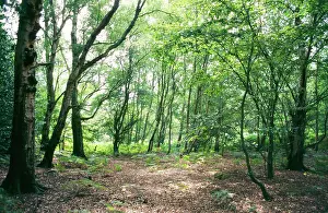 Birches: BIRCH WOODLAND - in summer