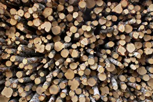 Piles: Birch Woodpile