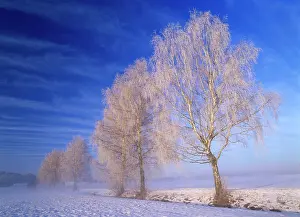 Birches: Birches, several frost covered birch trees in winter