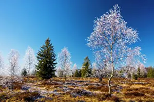 Midwinter: Birches - with hoar frost in a bog in the Haut