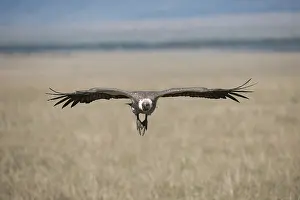 240118: BIRD. African White-backed vulture, masai mara, kenya