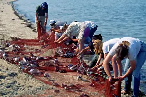 Canon: Bird Banding - removing shorebirds from canon net