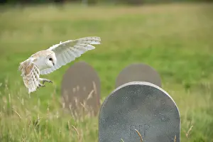 Gravestone: BIRD Barn Owl in flight with head stones