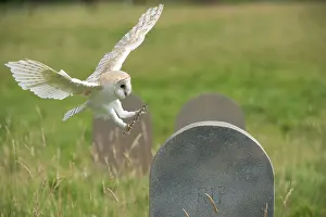 Gravestone: BIRD Barn Owl in flight with head stones