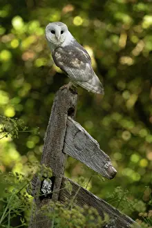 Evening Light: BIRD. Barn owl. sitting on an old sign post