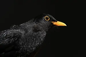 Blackbird: BIRD, Blackbird, male, on a blck background
