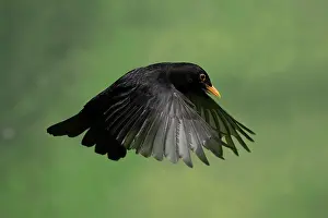 Blackbird: BIRD, Blackbird, male in flight