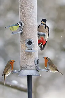 Dendrocopus: BIRD. Blue tit, Great spotted woodpecker (Dendrocopus