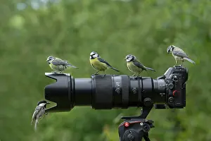 Lens: BIRD. Blue tits and a coal tit sitting on a camera lens