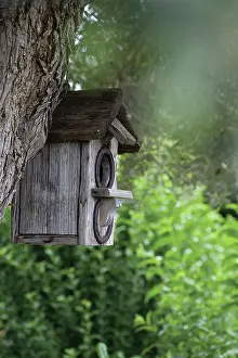 Nurturing: Bird box