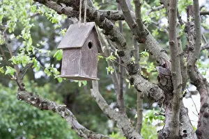 Relationship: Bird box