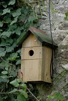 Cable: Bird Box