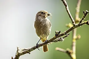 Eats: Bird on a branch with an insect in its beak in a natural environment