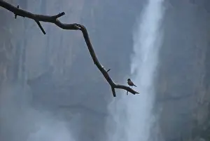 Yosemite: Bird on Branch and Yosemite Falls