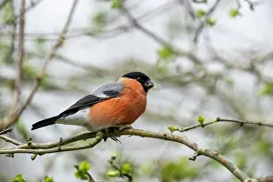 Bullfinch: BIRD. Bullfinch, male eating buds in a tree