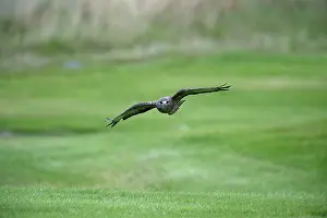 Buzzards: BIRD Buzzard