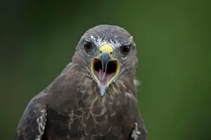 Buzzards: BIRD Buzzard
