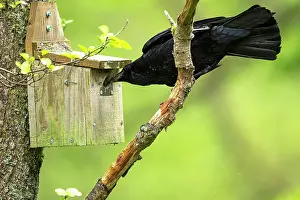 John Daniels: BIRD. Carrion Crow trying to get chicks from a nest hole ( Nuthatch ) UK