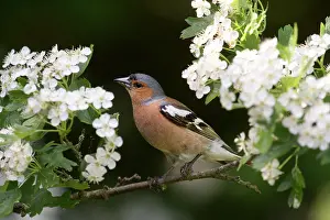 Chaffinches: BIRD Chaffinch. in may blossom